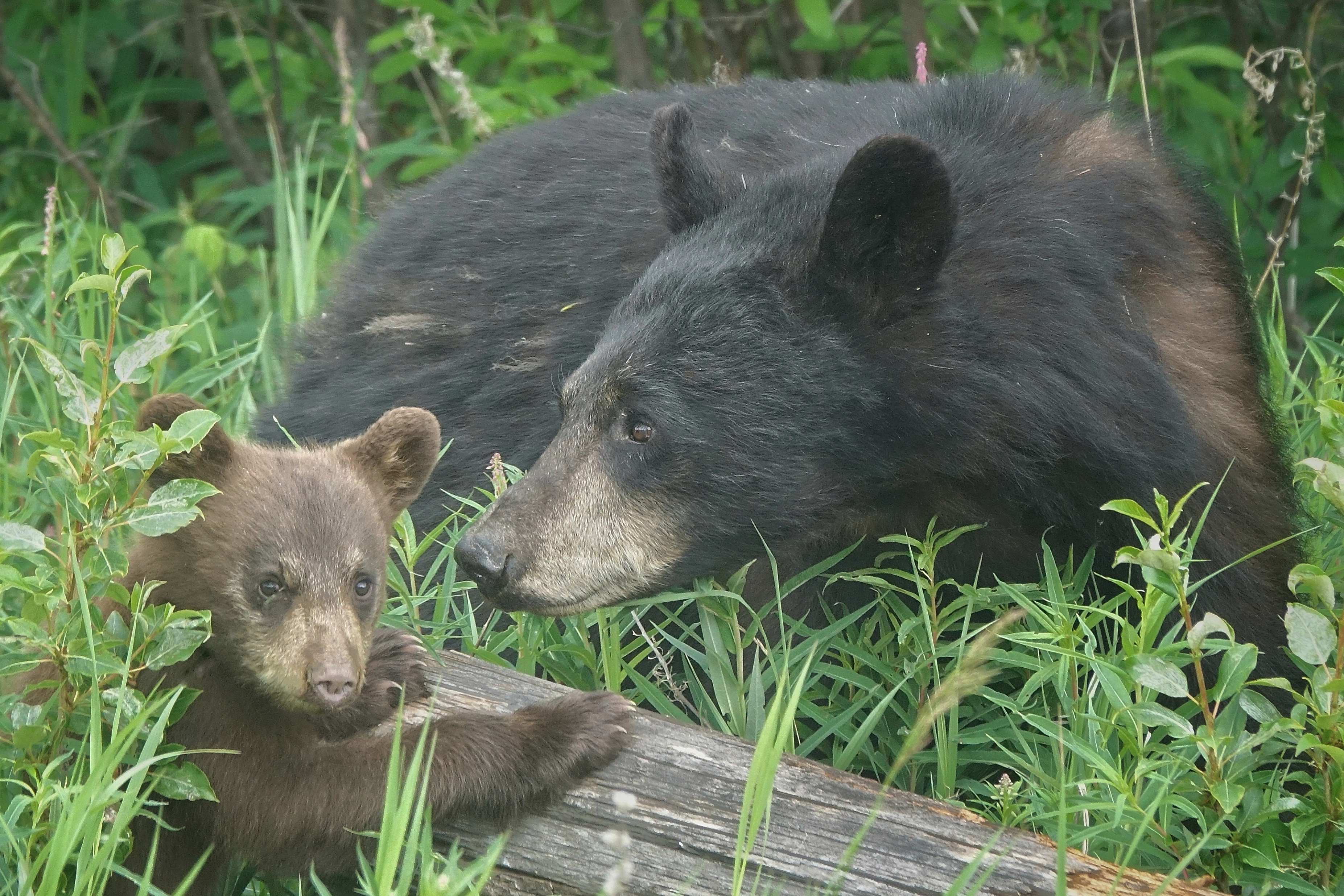 Ours et ourson dans la végétation